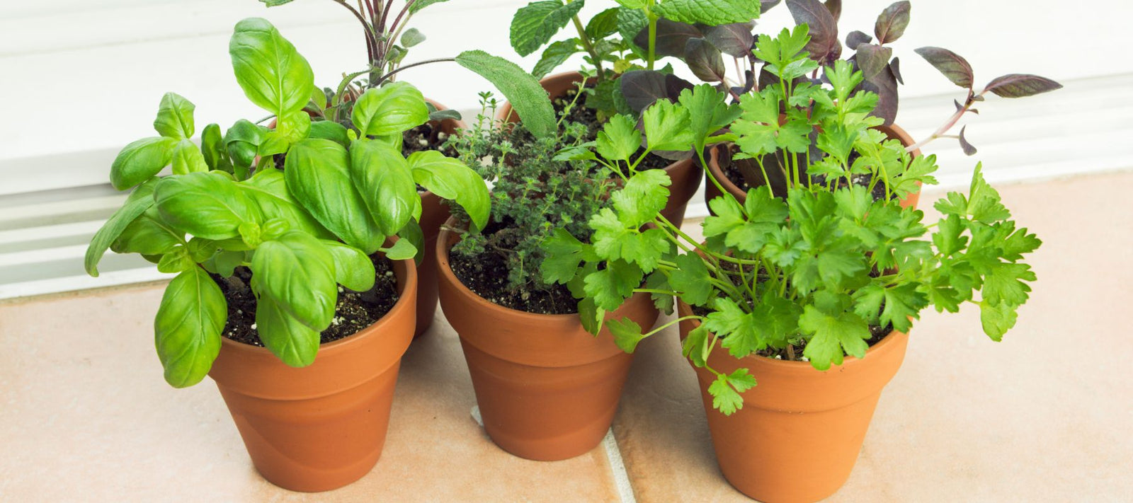 Why Grow Vegetables and Herbs Indoors