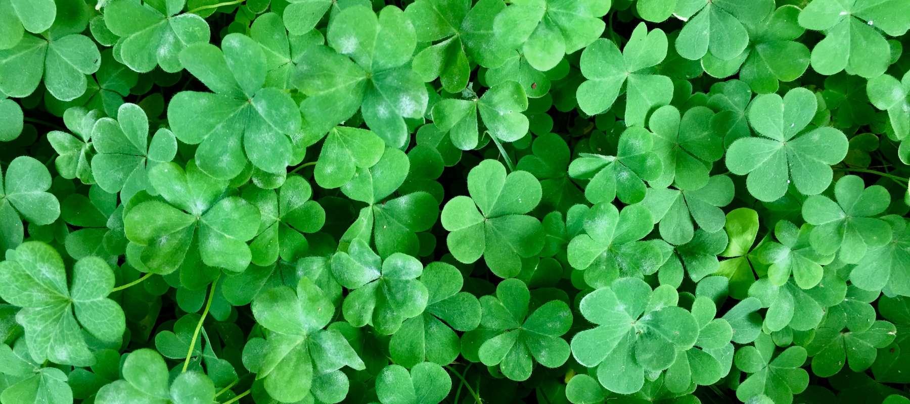 Why Grow Clover? The Surprising Benefits for Your Garden and Lawn
