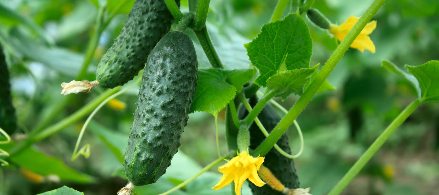 Growing Cucumbers from Seed to Harvest