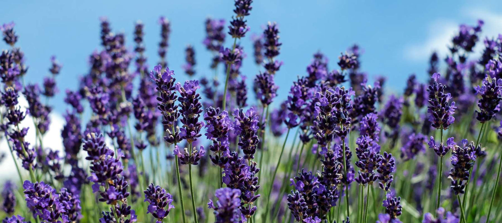 How To Grow Lavender From Seed