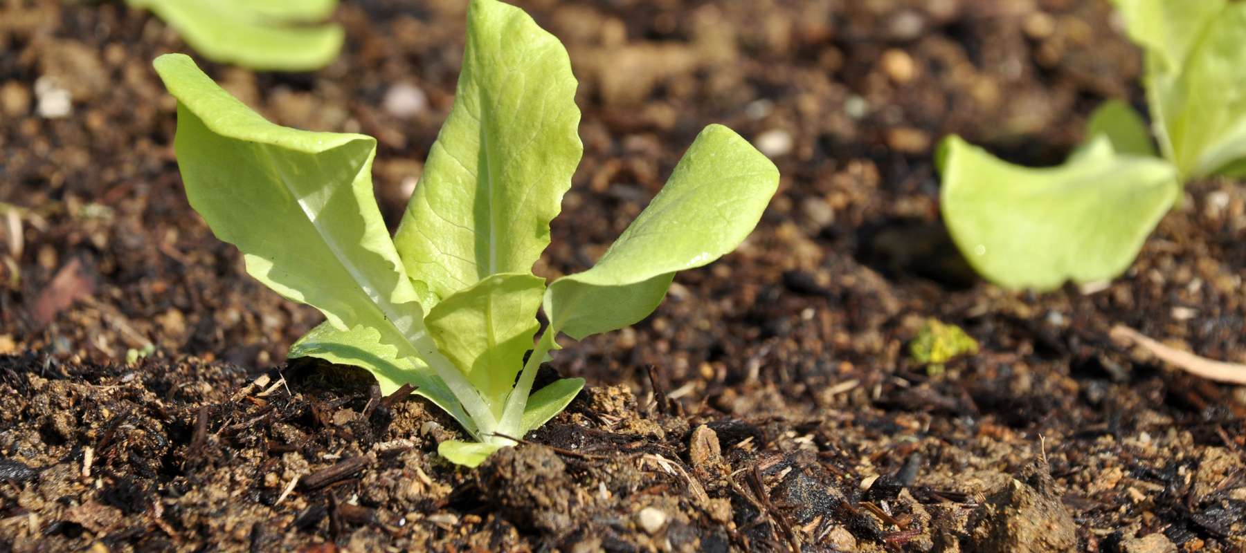 How to Grow Lettuce from Seed