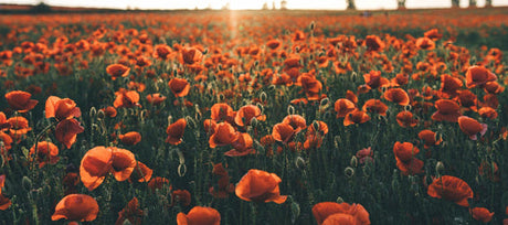 Growing Poppies From Seed