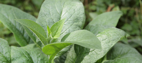 How to Grow Comfrey from Seed (Step-by-Step)