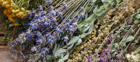 Essential Healing Herbs to Plant at Home