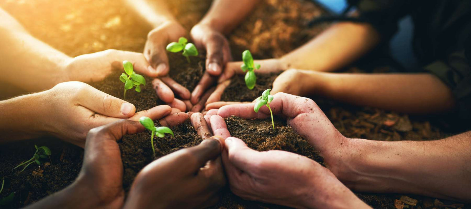 5 Ways to Give From The Garden