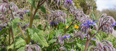 How to Grow Borage From Seed