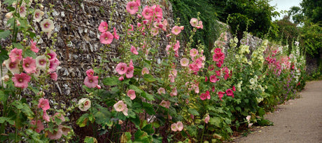 Hollyhocks from Seed: How to Grow These Cottage-Garden Classics
