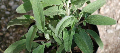 How to Grow Sage From Seed