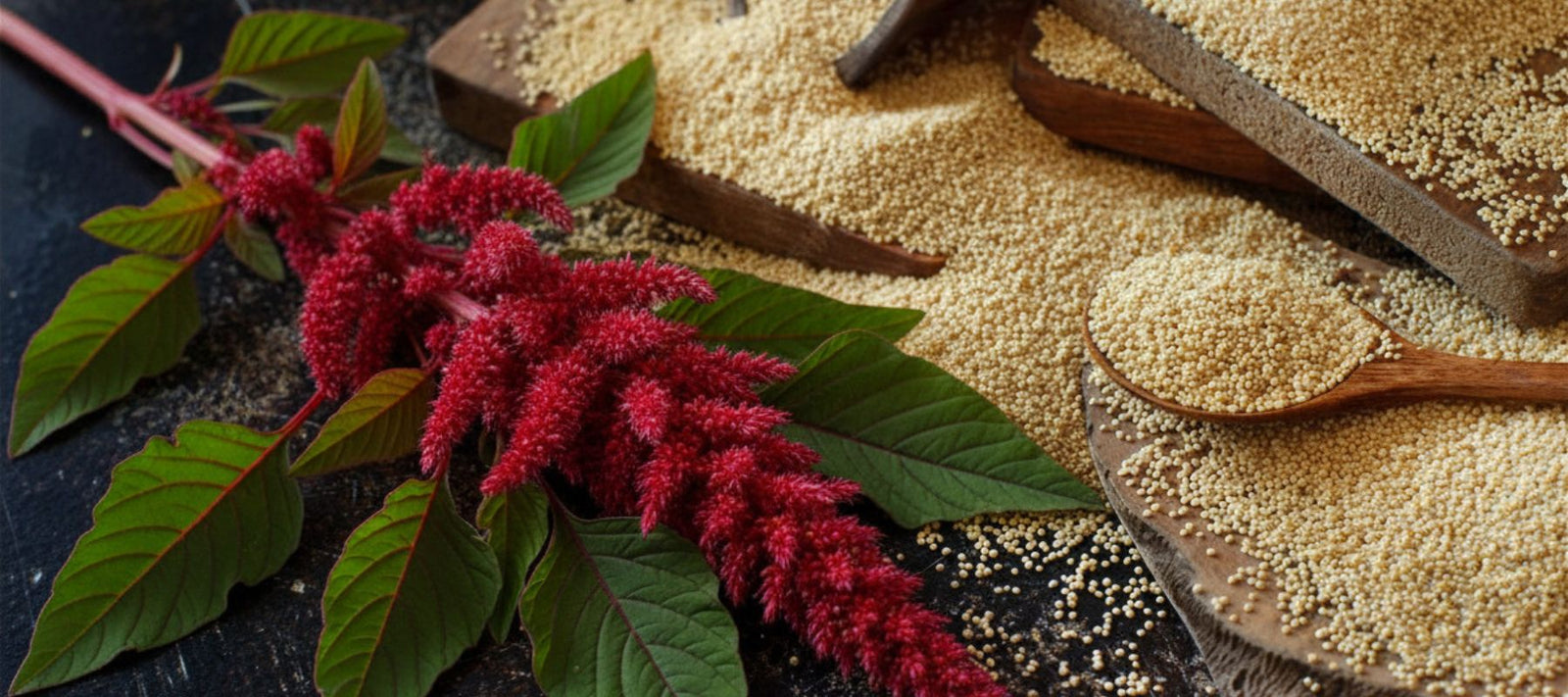 How to Harvest Amaranth