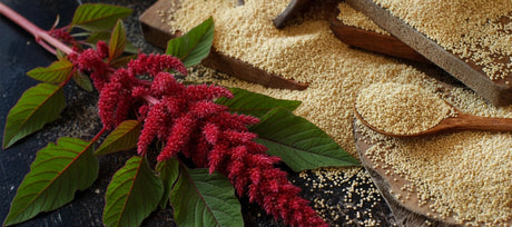 How to Harvest Amaranth