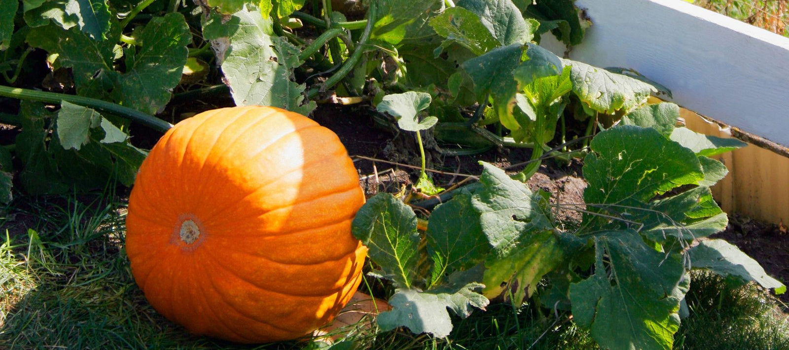 How & When to Plant Pumpkins for Fall