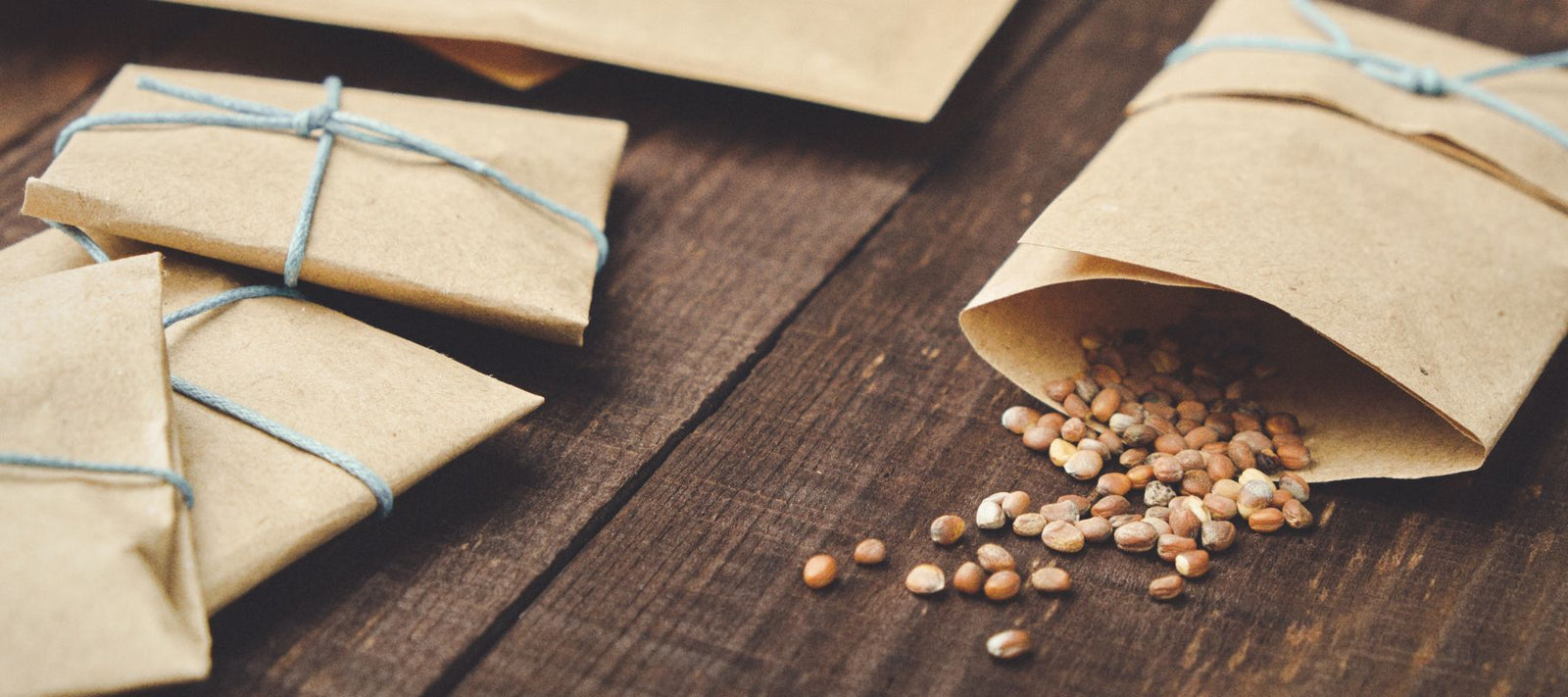 How to Harvest and Save Seeds