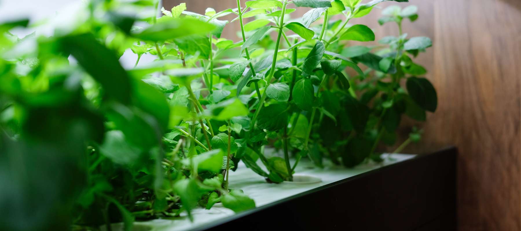 Getting Started with Hydroponic Gardening