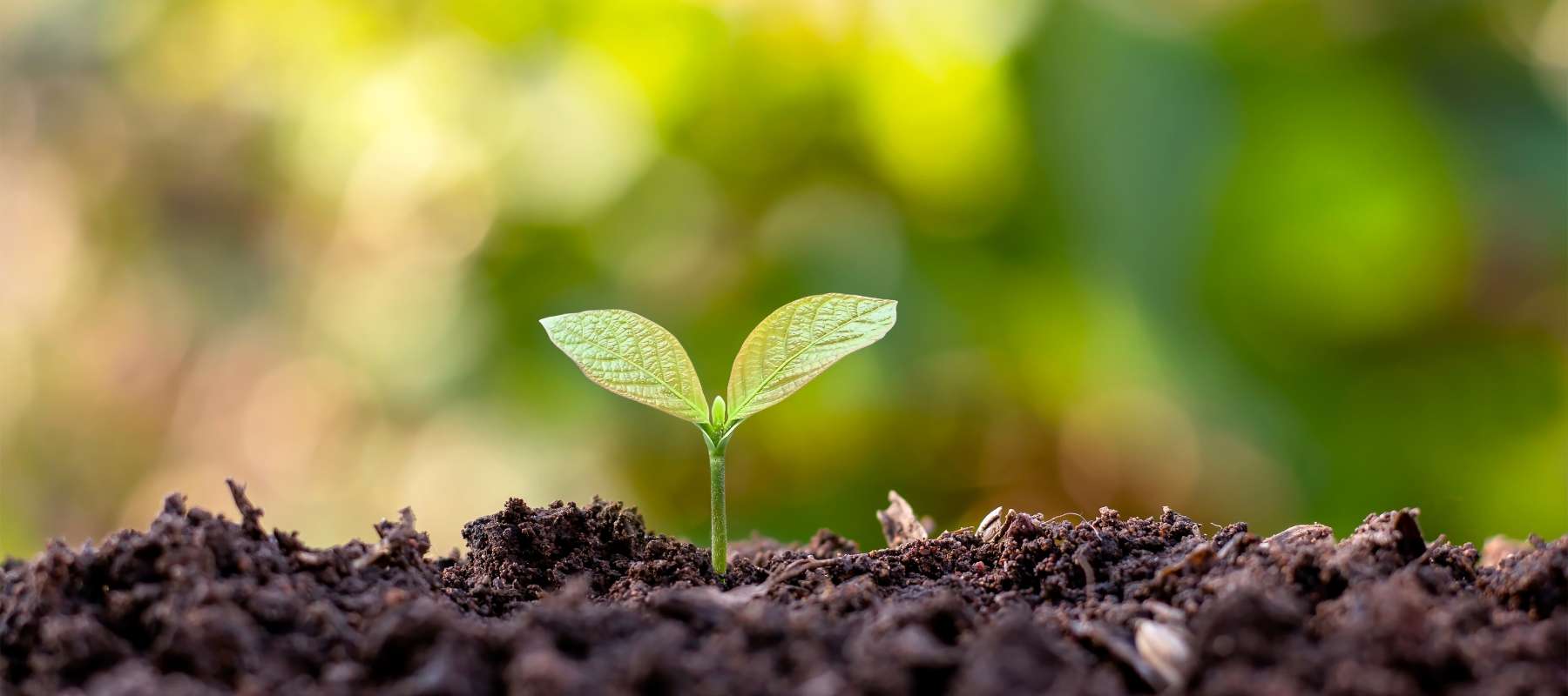 Why Soil Health Is Important to Growing a Garden