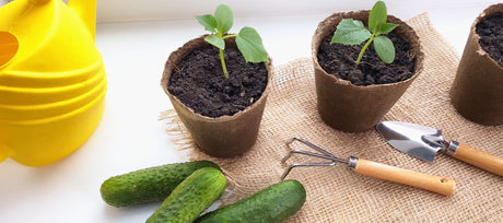 Growing Fruit-Bearing Vegetables Indoors: A Guide to Hand Pollination