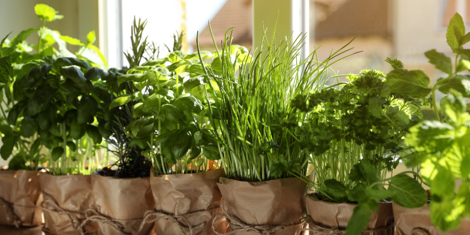 10 Essential Herbs for a Thriving Indoor Herb Garden