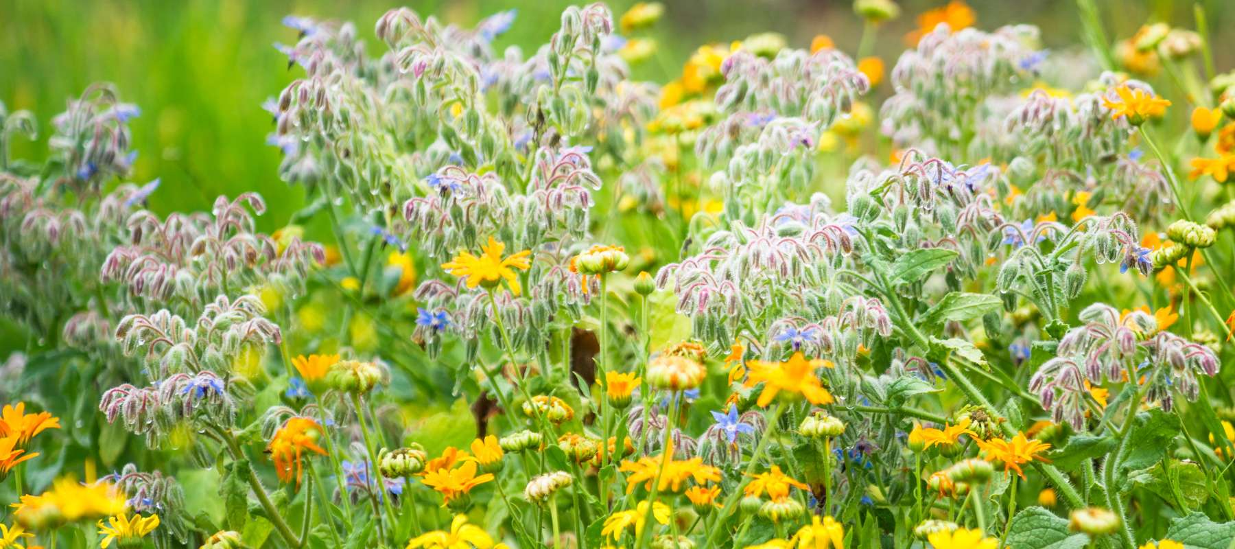 8 Flowers to Repel Garden Pests