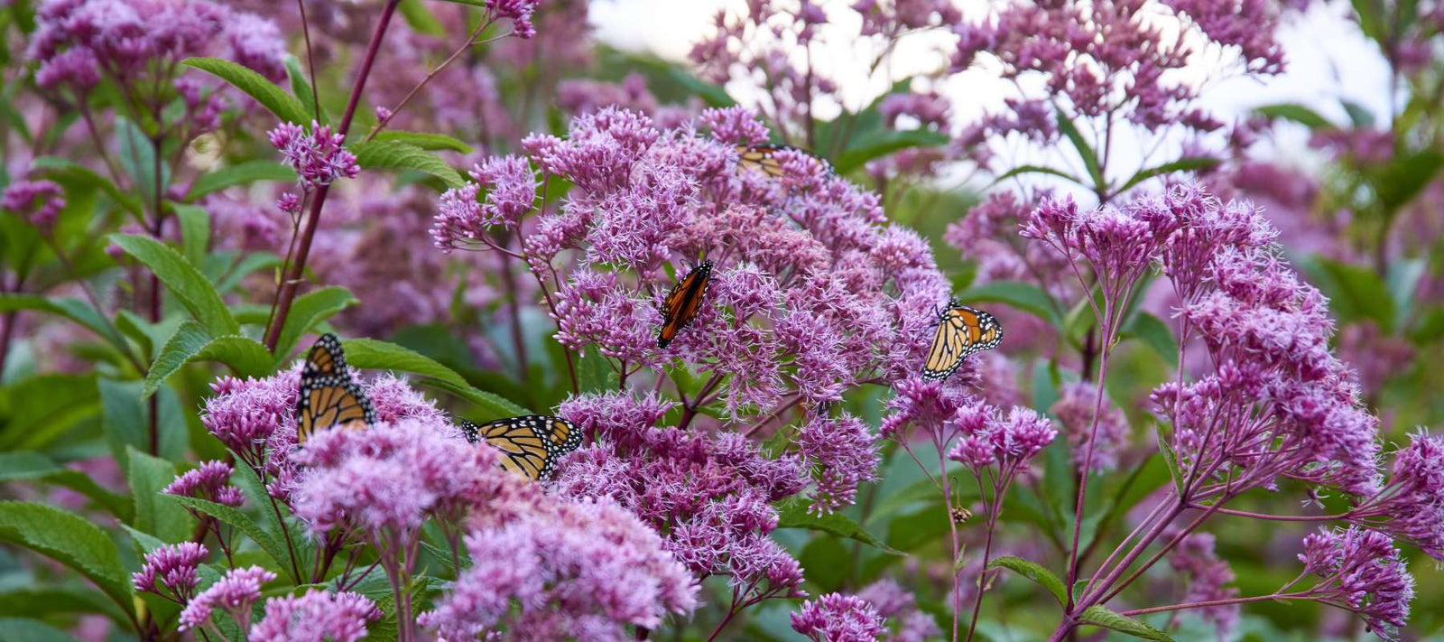 Spotted Joe-Pye Weed: A Native Giant That Feeds Butterflies, Bees, and Birds