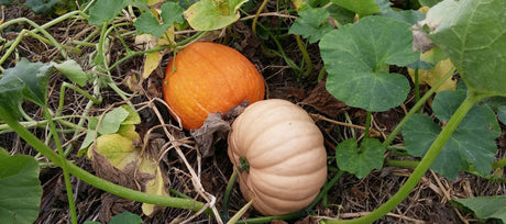 The Joy of Growing Pumpkins