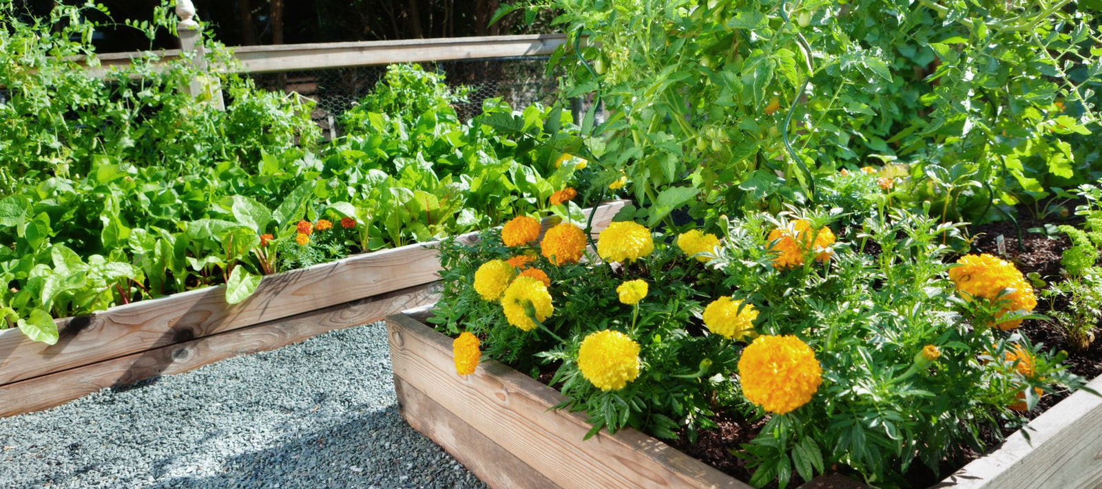 July Planting Guide: What to Plant Now for Fall Harvest