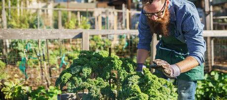 The Surprising Benefits of Adding Kale to Your Home Garden