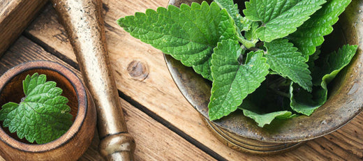 Lemon Balm: A Versatile & Easy to Grow Herb