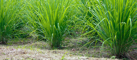 Growing Lemongrass - Tips & Uses