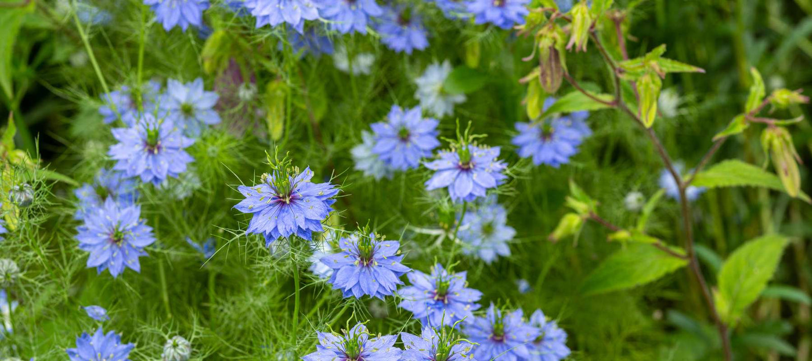 Light Blue Flowers You Can Grow From Seed