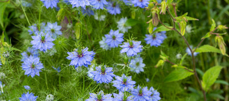 Light Blue Flowers You Can Grow From Seed