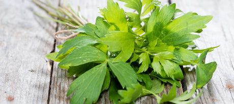Lovage: The Forgotten Herb Every Garden Needs