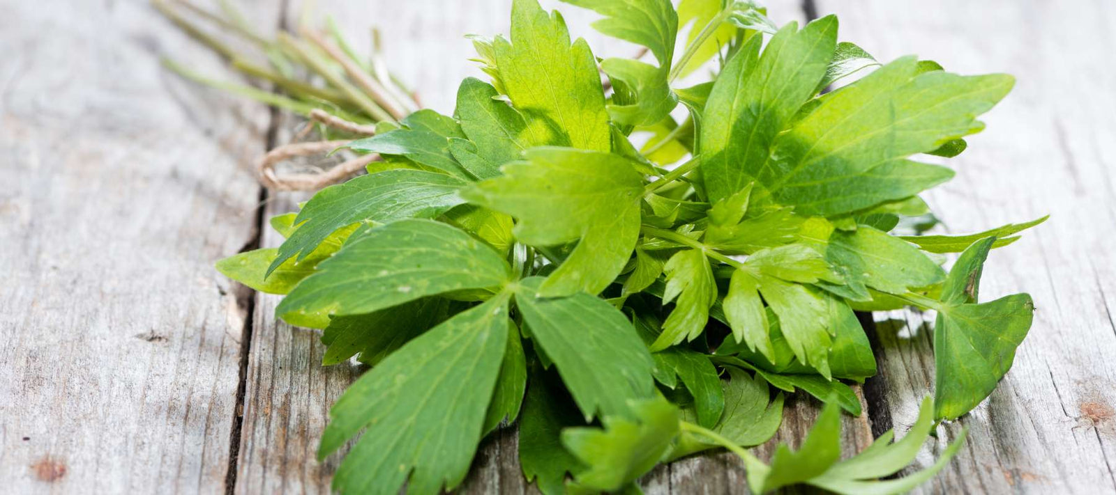 Lovage: The Forgotten Herb Every Garden Needs