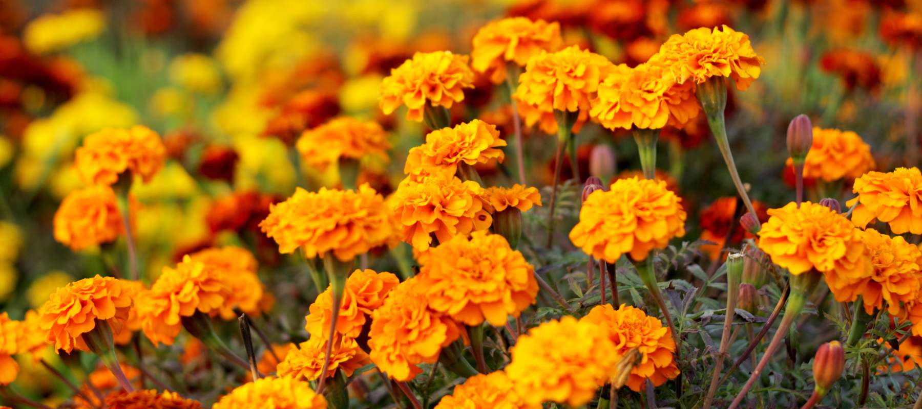Marigold Magic: Growing Nature’s Vibrant Companion Plant from Seed