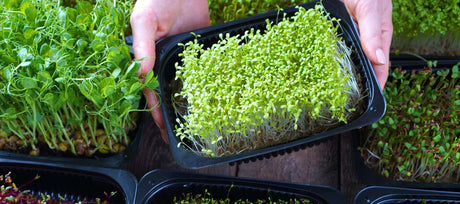 Black Friday Deal: Indoor Microgreens Kit