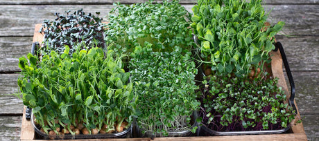 Microgreens: Easy to Grow Superfoods for Home Gardeners