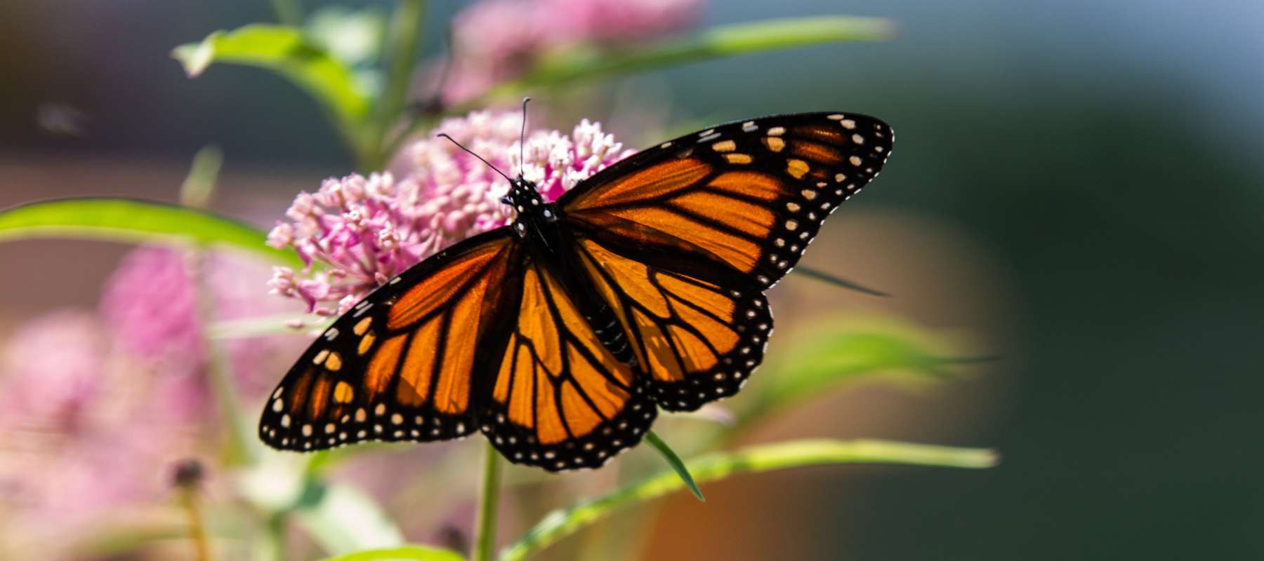 How to Grow Milkweed for Monarchs