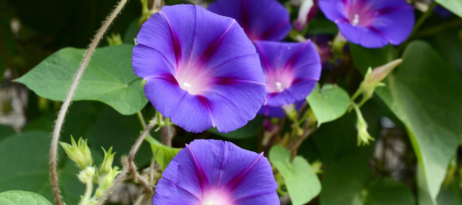 The Ultimate Guide to Morning Glory Flowers