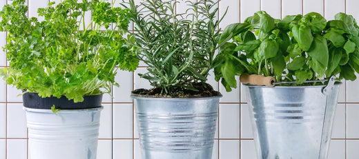 Tips For Bringing Plants Indoors