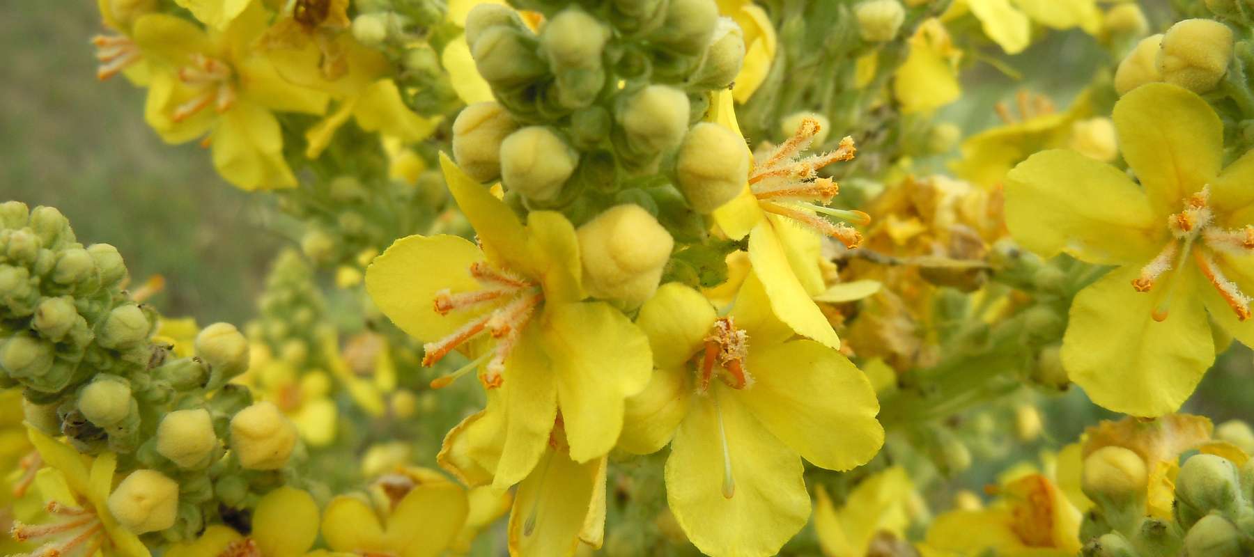 Mullein: An Ancient Therapeutic Herb
