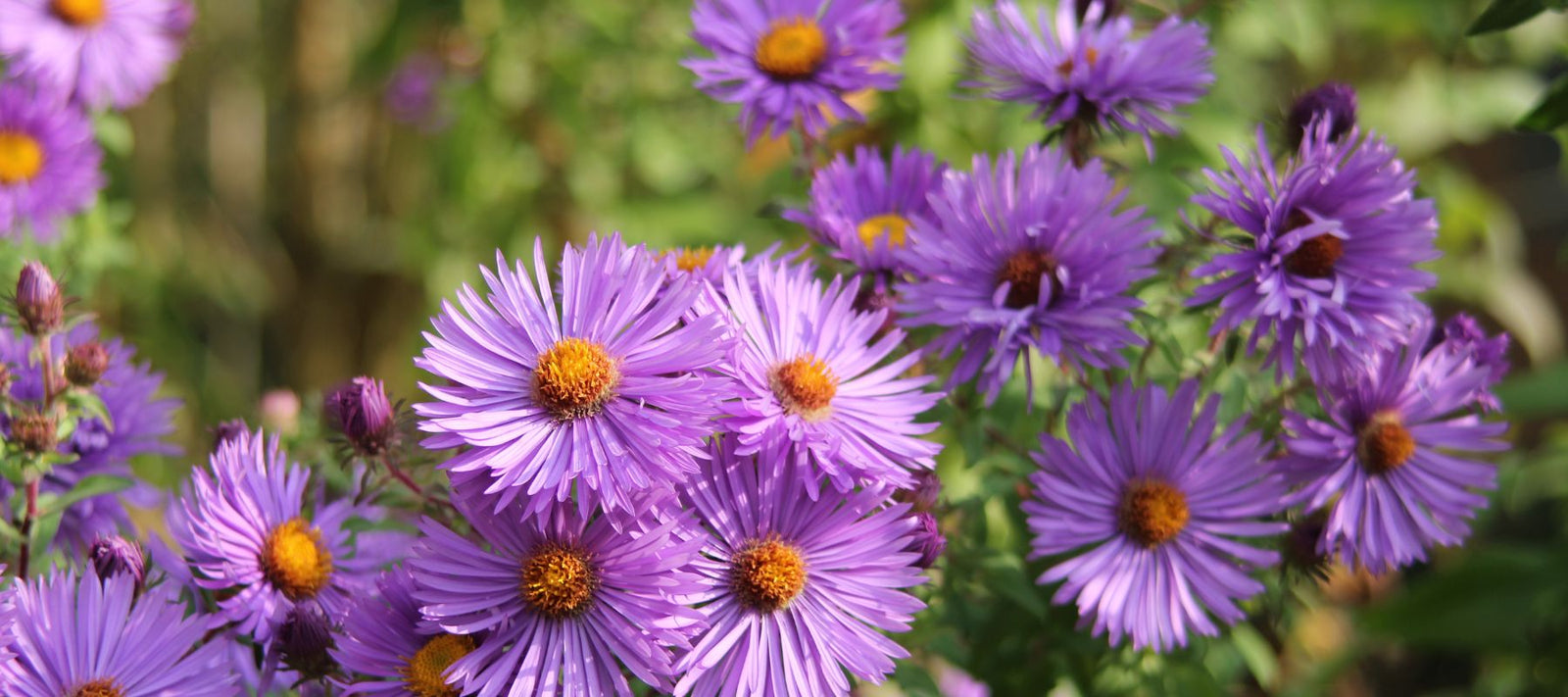 Grow a Thriving Fall Garden: Your Guide to Asters, Native Charmers & Pollinator Powerhouses