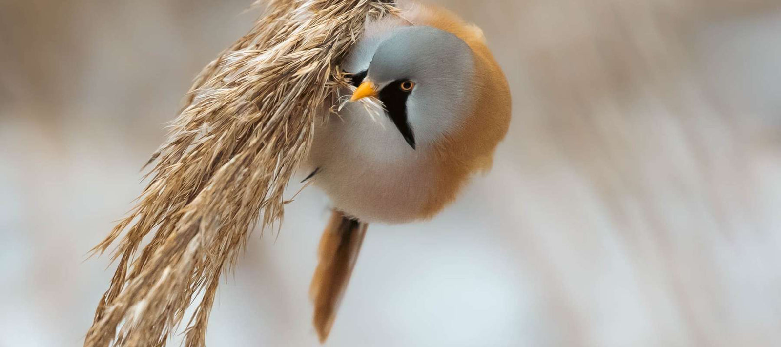 Roots of the Prairie: 4 Native Grasses That Transform Your Garden into a Wildlife Sanctuary