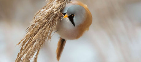 Roots of the Prairie: 4 Native Grasses That Transform Your Garden into a Wildlife Sanctuary