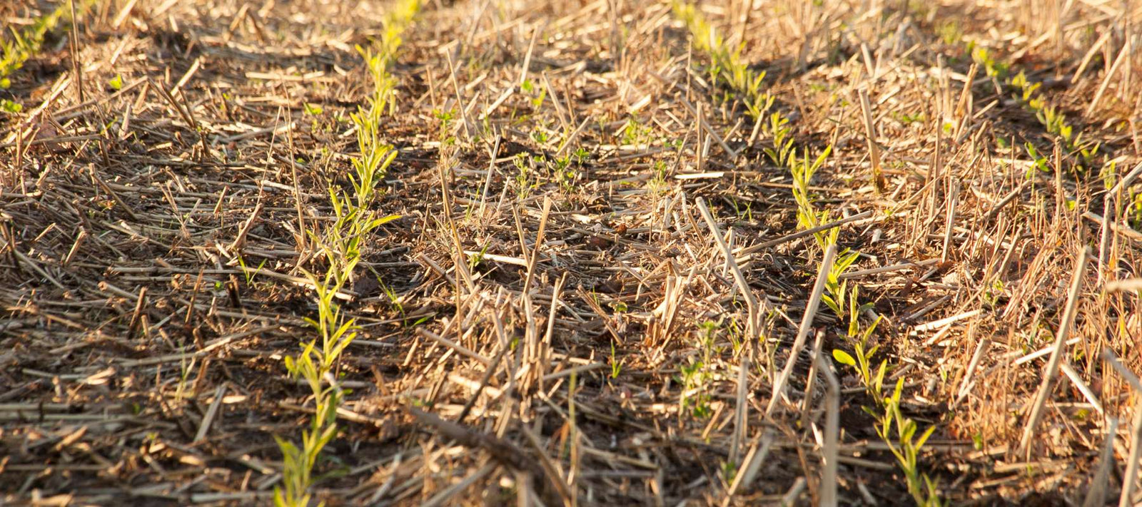 Unearthing the Benefits of No-Till Gardening