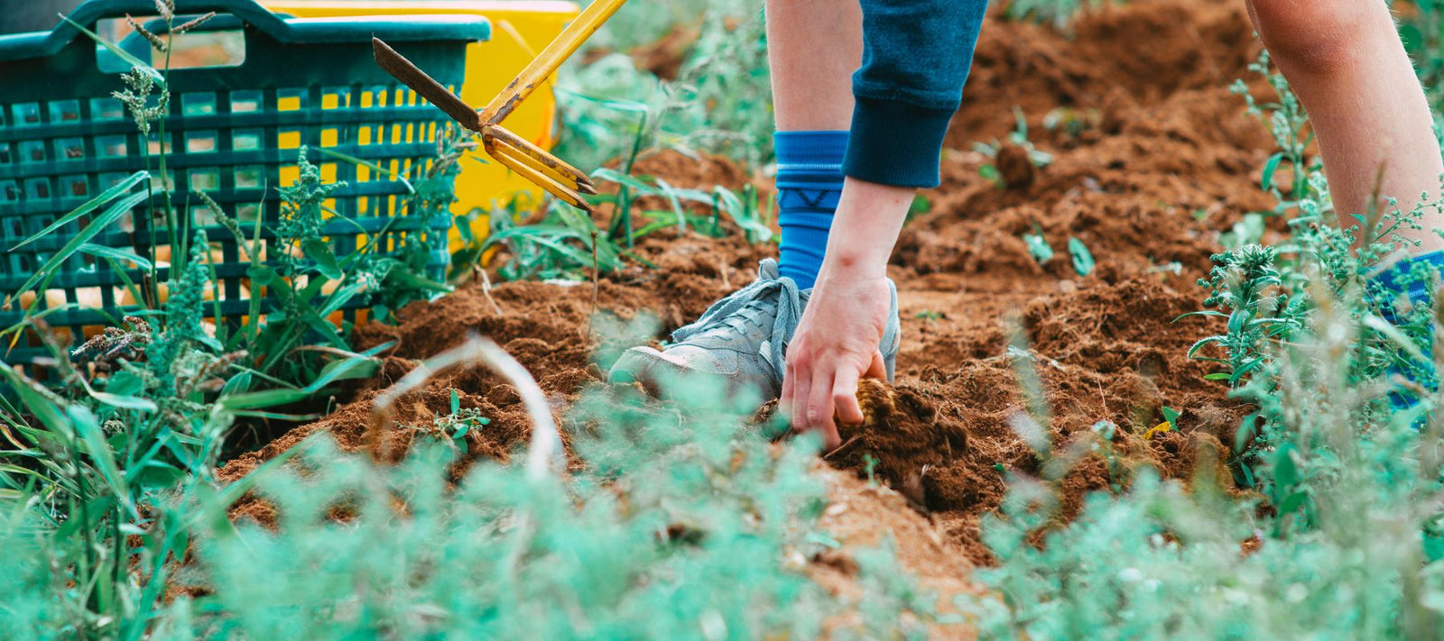 A Beginner’s Look at No-Till Gardening