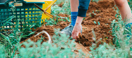 A Beginner’s Look at No-Till Gardening