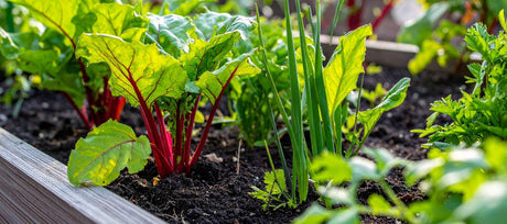 Northern Gardening Guide: Vegetables That Thrive in Short Seasons