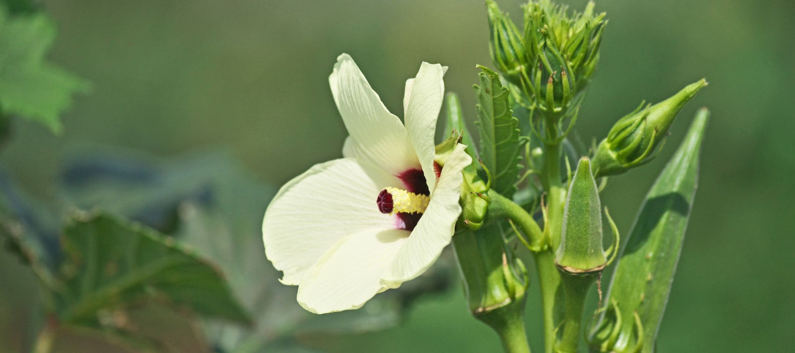 How to Plant and Grow Okra