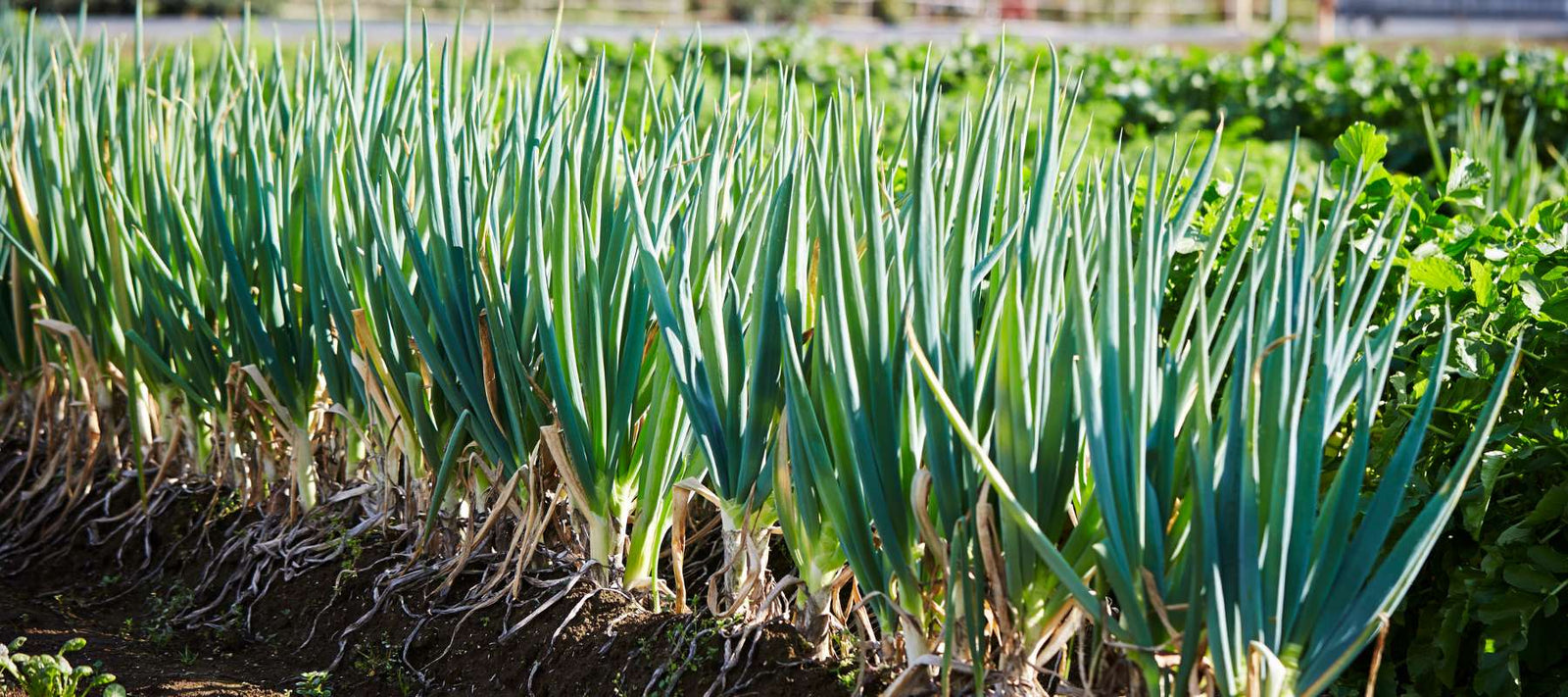 Short Day vs Long Day Onions: Choosing the Right Variety