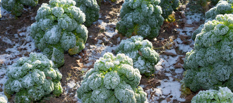 Over Wintering Vegetables and Herbs