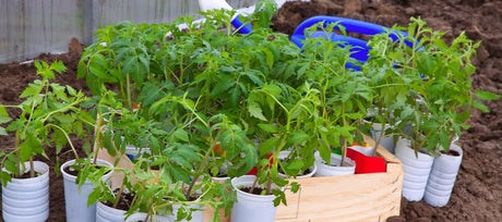 How to Overwinter Pepper and Tomato Plants