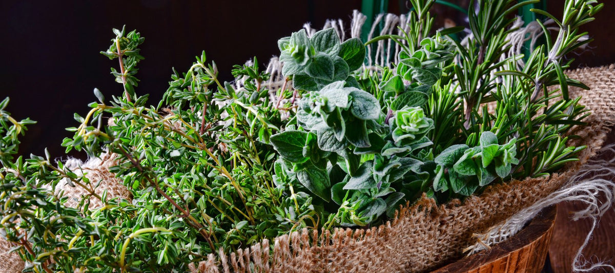 Will My Herbs Survive Winter? A Guide to Overwintering Perennial Herbs